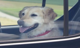 dog in car