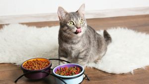 top-pet-foods