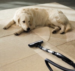 dog and vacuum cleaner